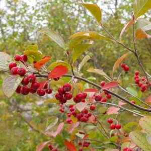 Red Chokeberry (Chokecherry)