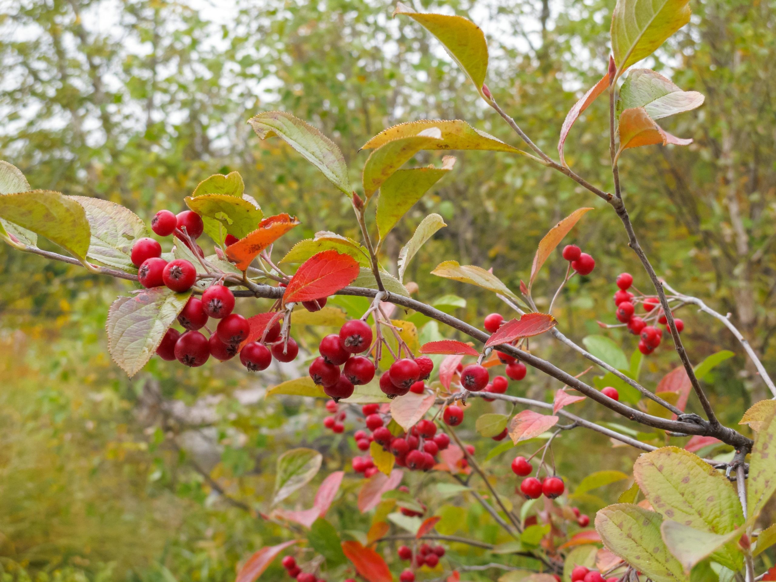 Red Chokeberry (Chokecherry)