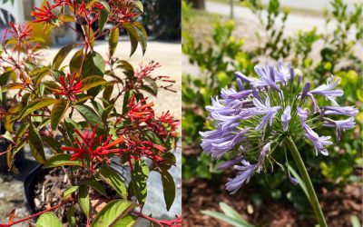 Florida Native Plants vs. Florida Friendly Plants: A Comparison