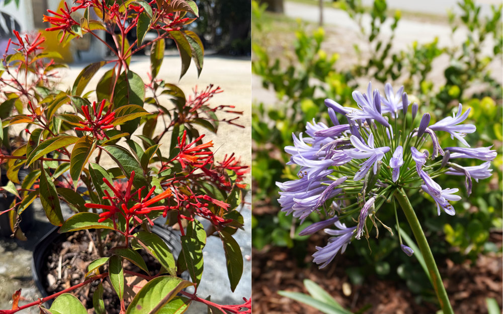 Florida Native Plants vs. Florida Friendly Plants: A Comparison