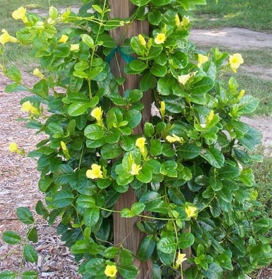 Coastal Allamanda
