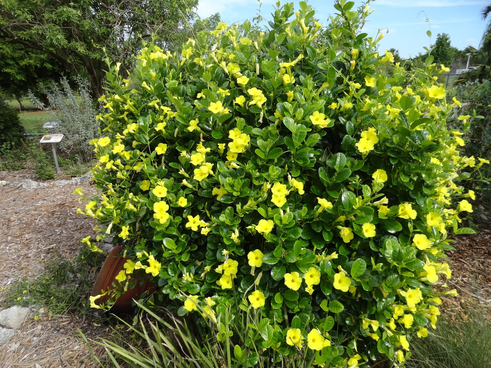 Coastal Allamanda
