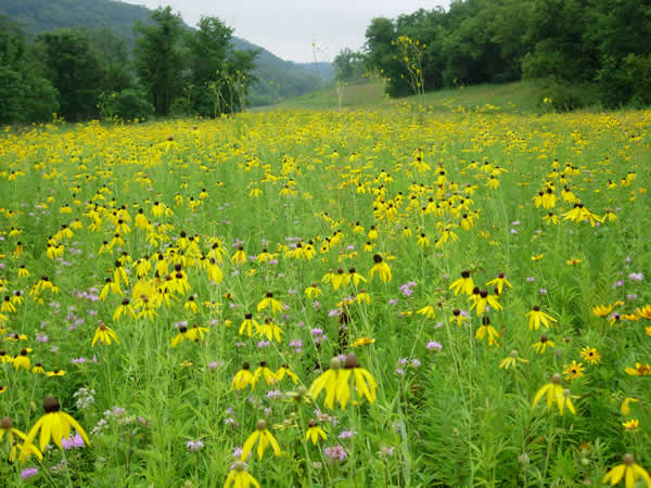 Prairie Coneflower