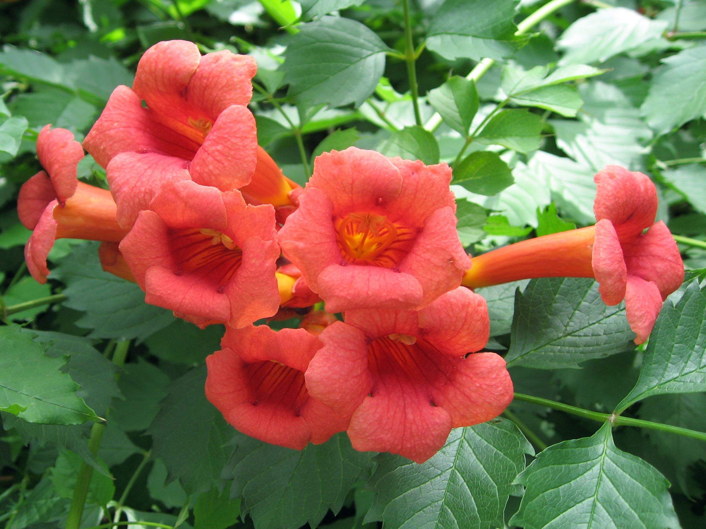 Trumpet Creeper