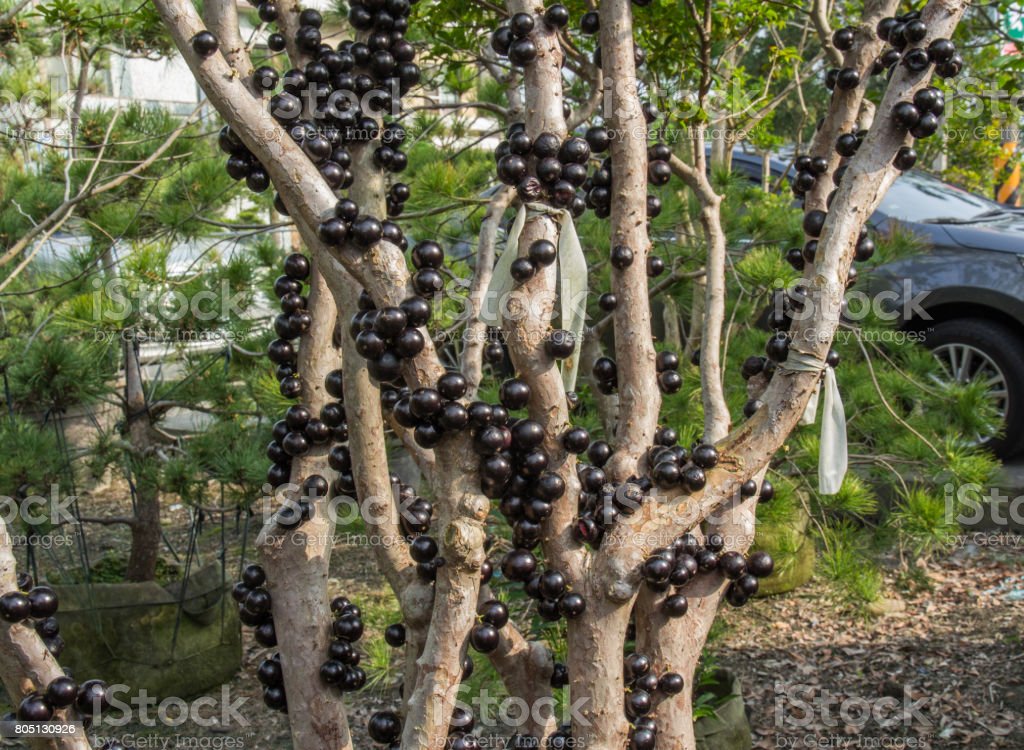Jabuticaba (Jaboticaba)