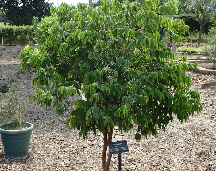 Jabuticaba (Jaboticaba)