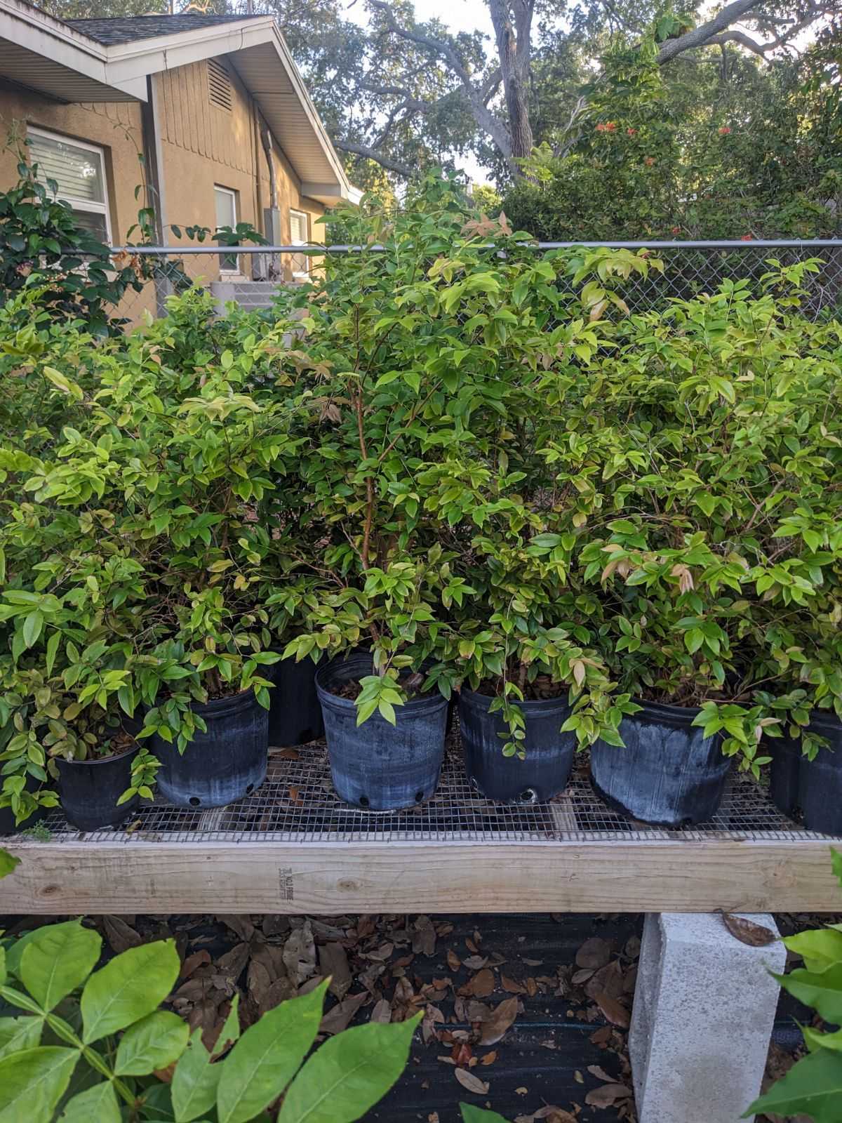Jabuticaba (Jaboticaba)