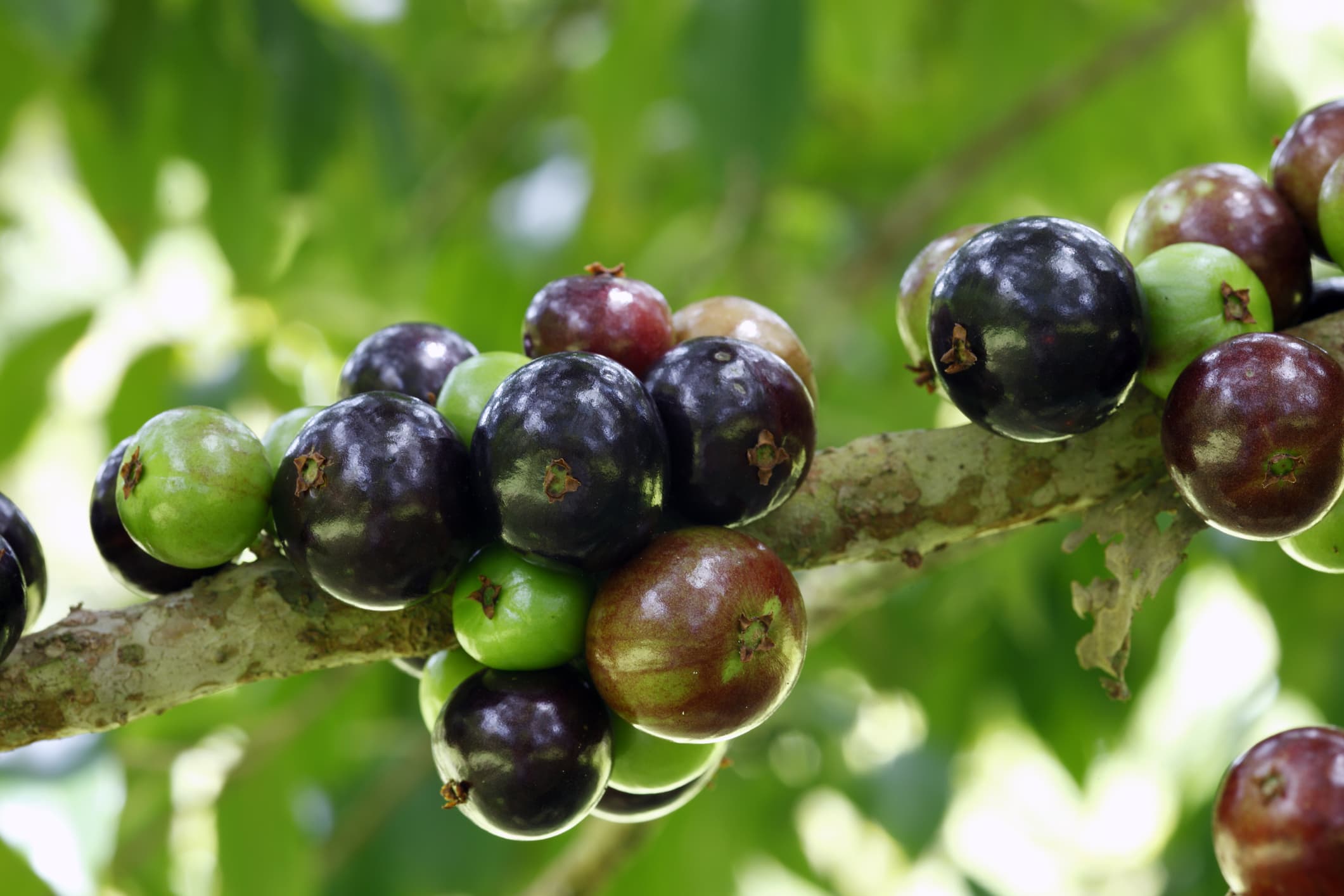 Jabuticaba (Jaboticaba)