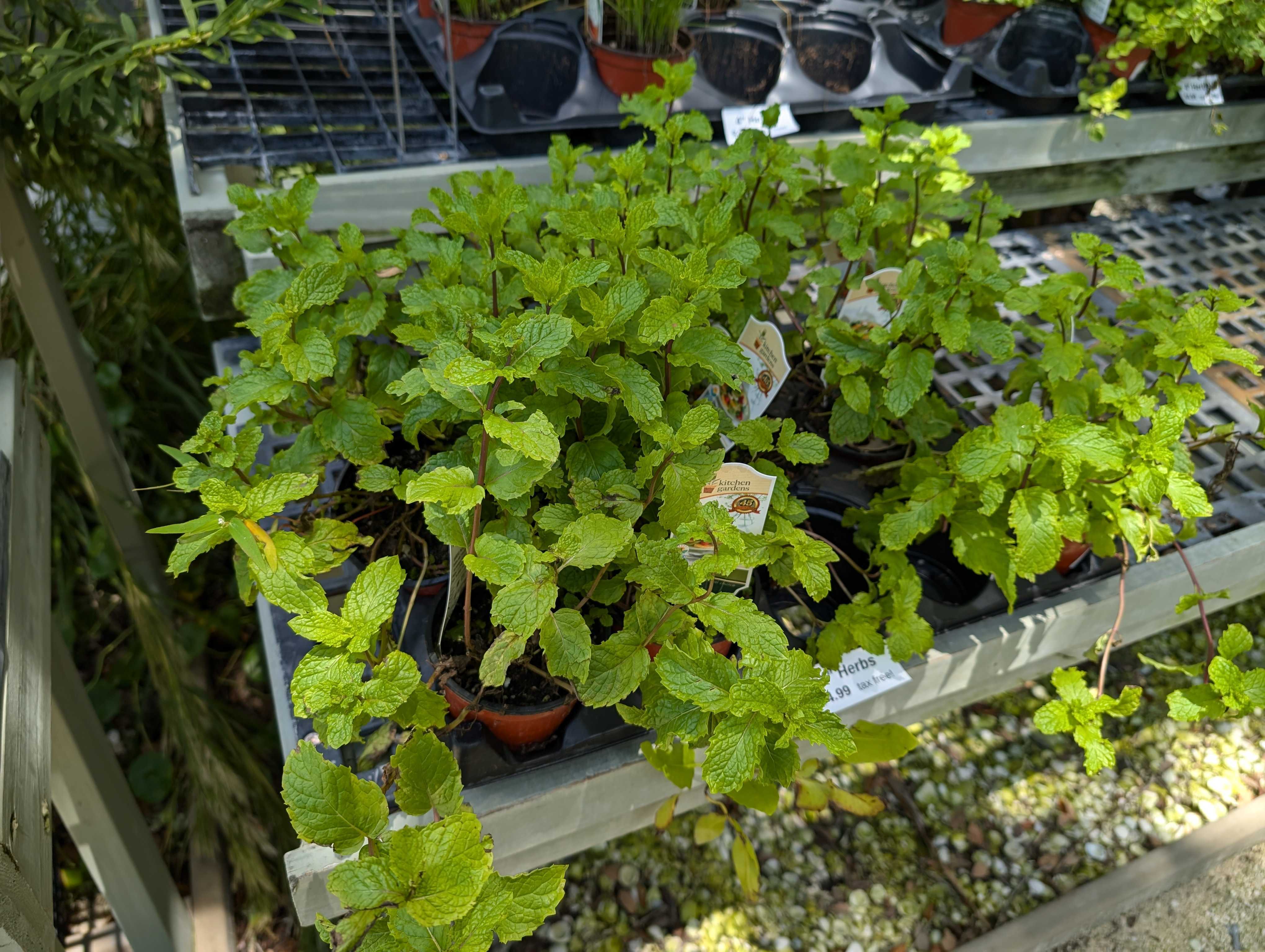 Herbs (In-store Only)