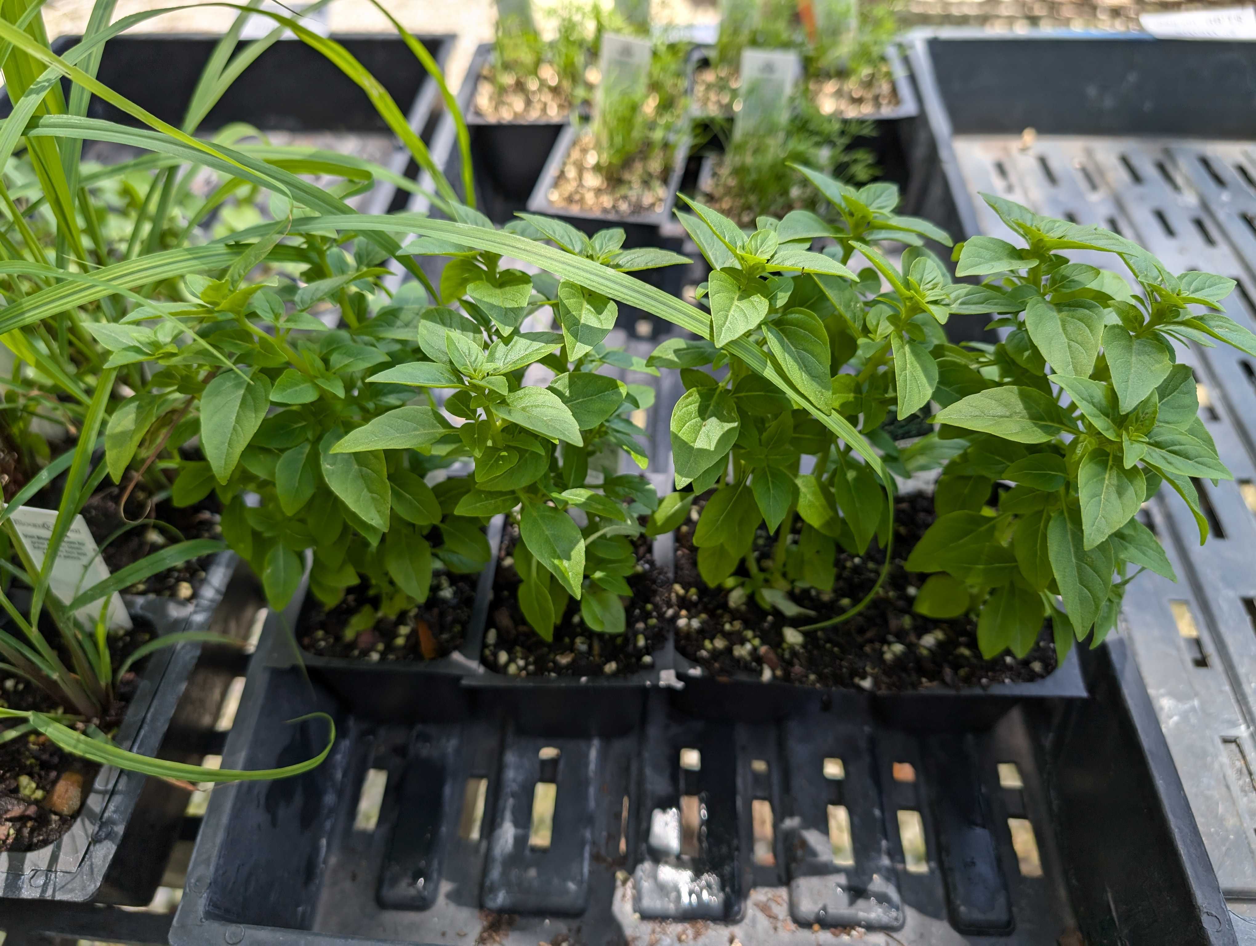 Herbs (In-store Only)