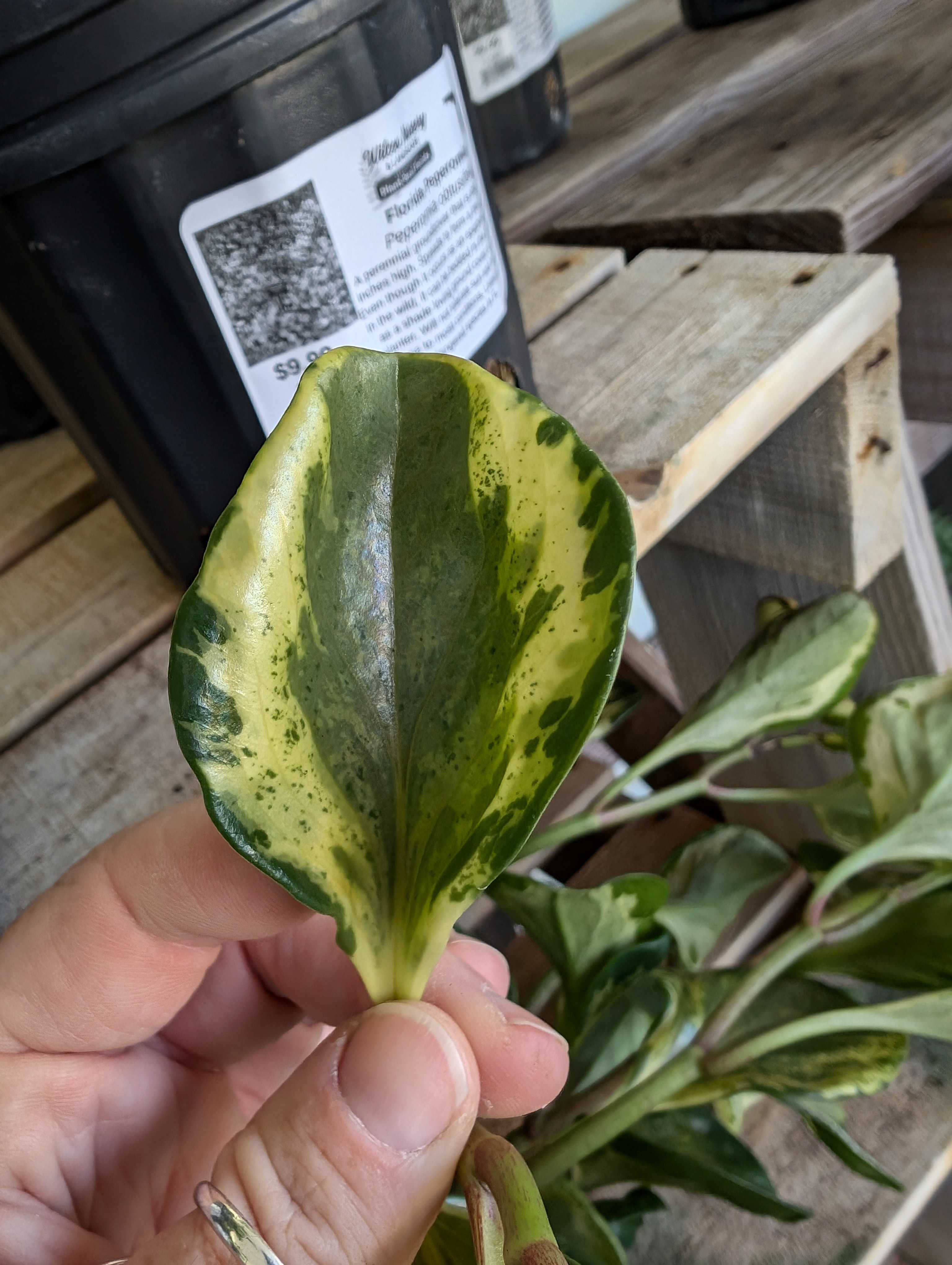 Florida Peperomia (P. obtusifolia)