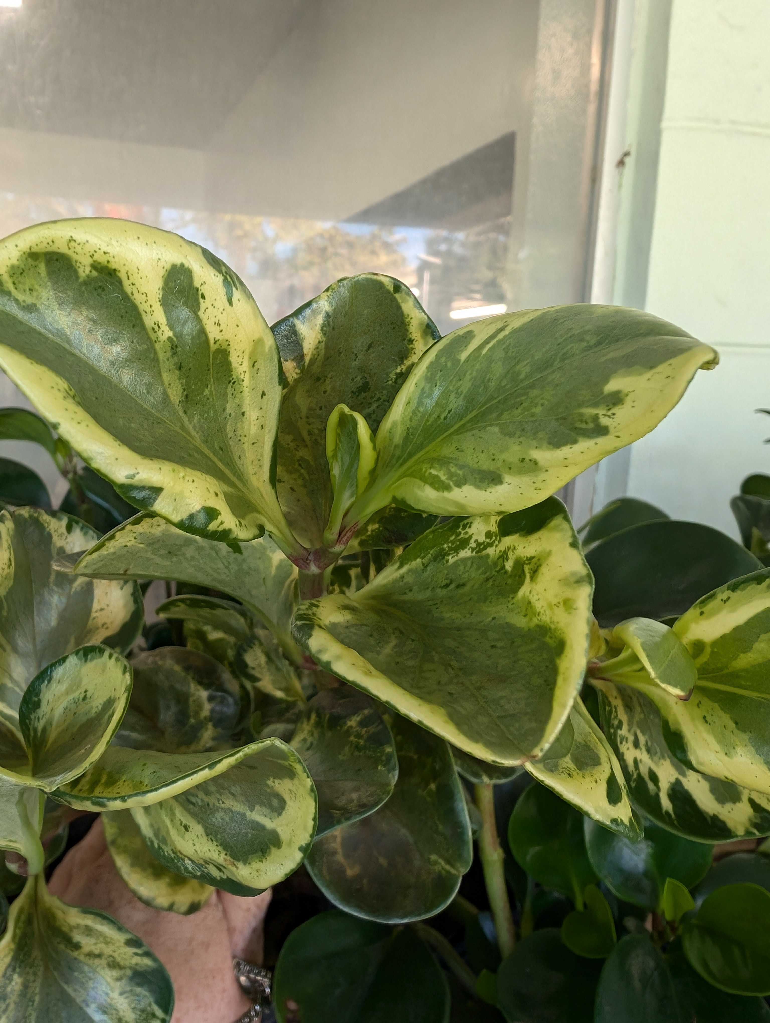 Florida Peperomia (P. obtusifolia)