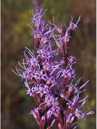 Blazing Star (Liatris spp)