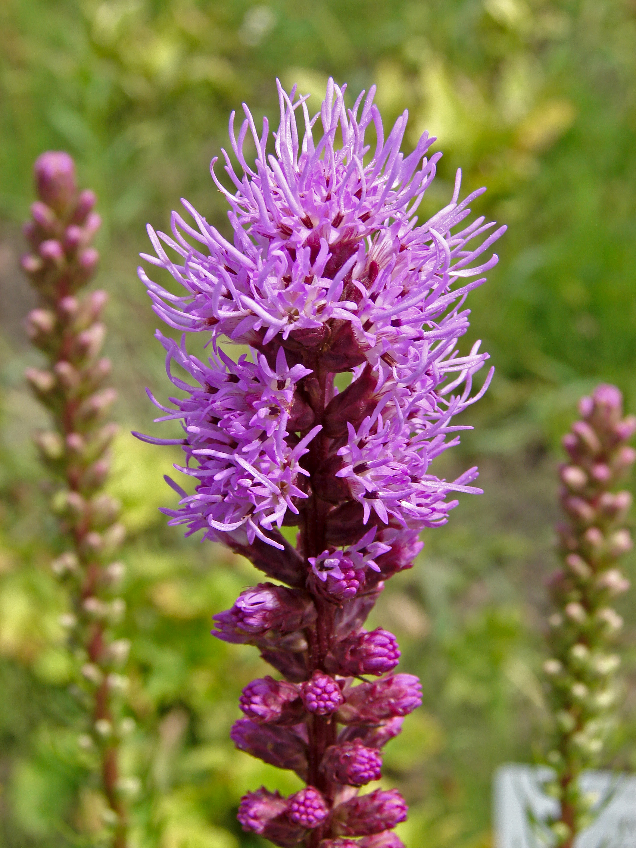 Blazing Star (Liatris spp)