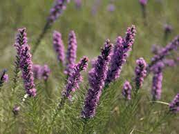 Blazing Star (Liatris spp)