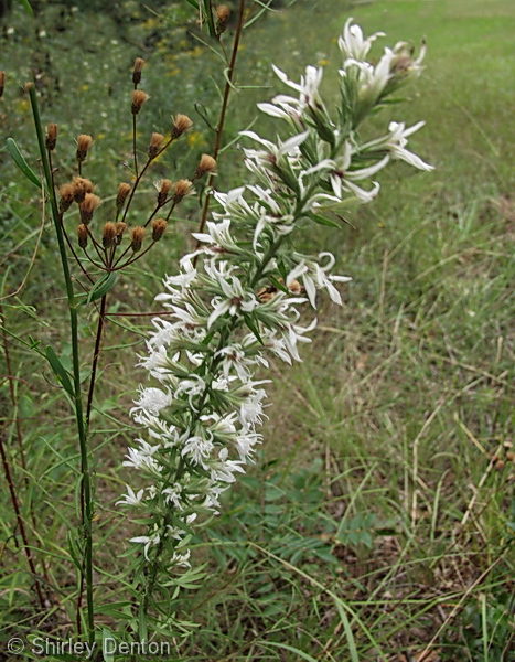 Blazing Star (Liatris spp)