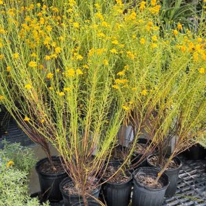 Coastalplain Honeycombhead