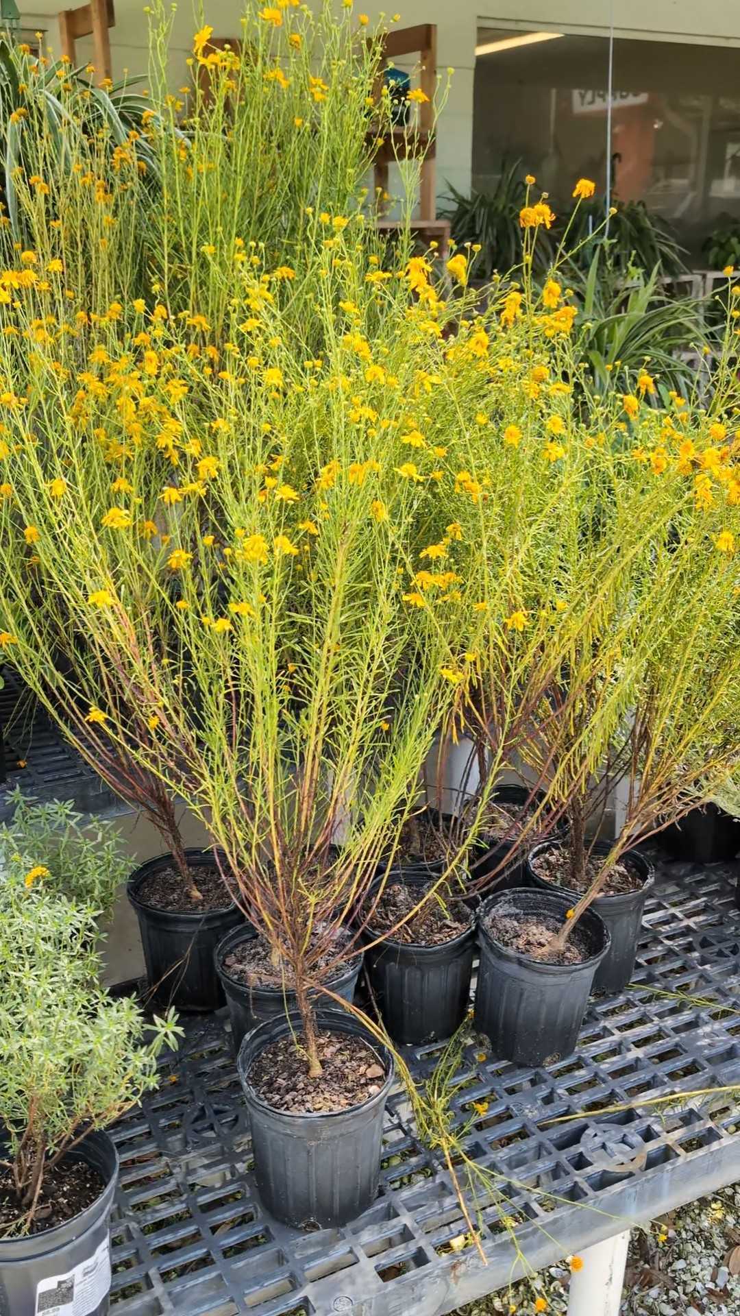 Coastalplain Honeycombhead