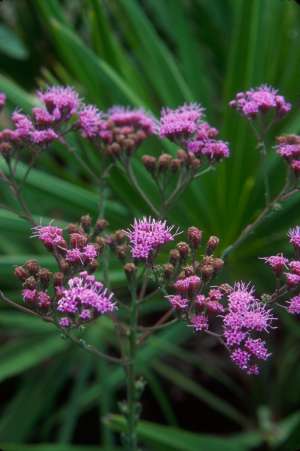 Pineland Purple 1 gal
