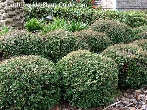 Yaupon Holly