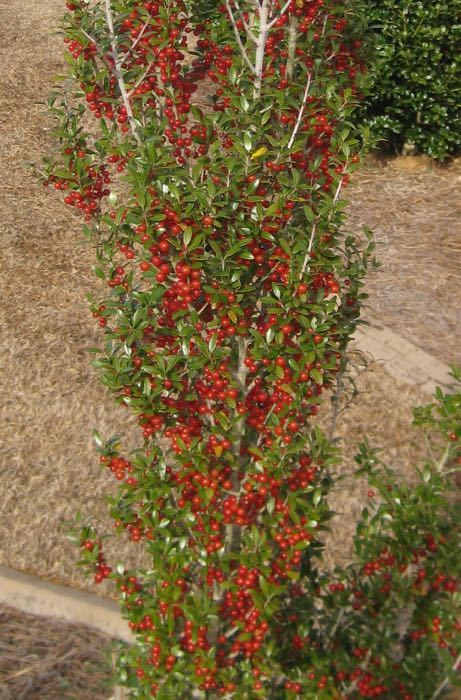 Yaupon Holly