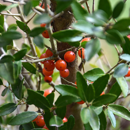 Yaupon Holly