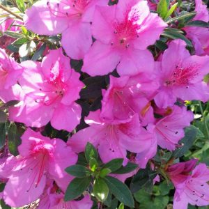 Azalea Variety Lavender Formosa