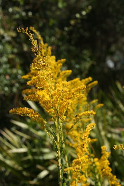Pine Barren Goldenrod (Pinebarren)