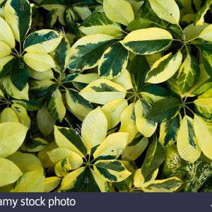 Dwarf Schefflera