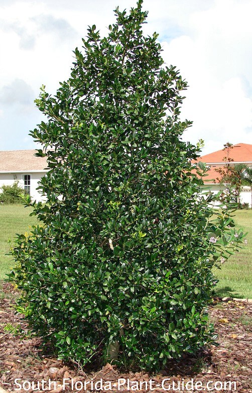 American Holly