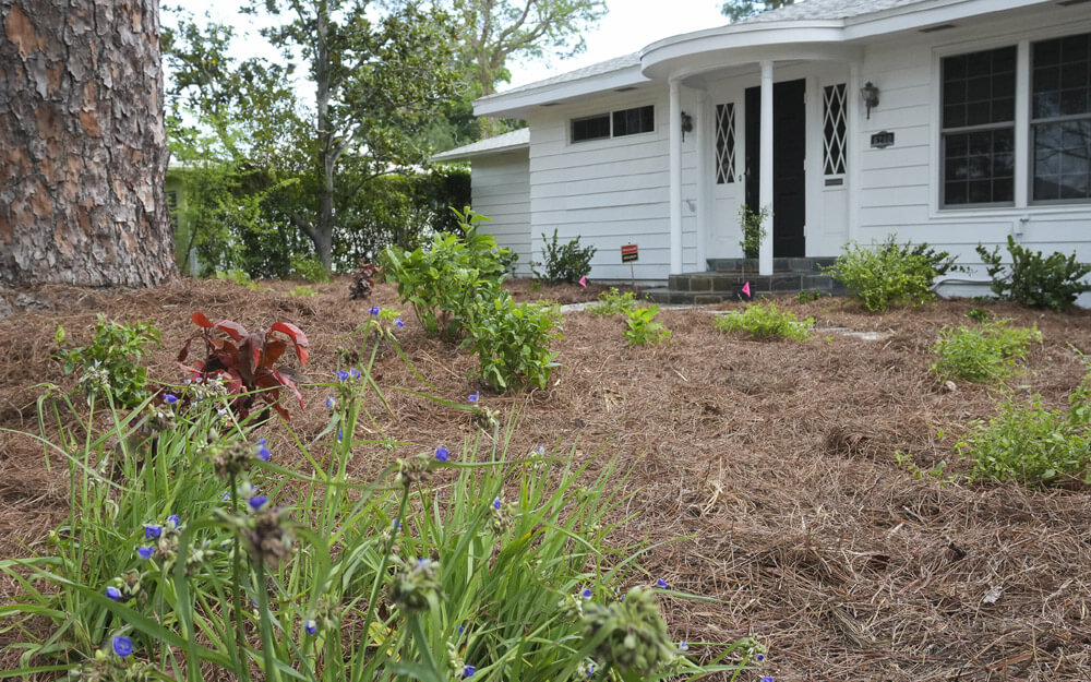 Why Weed Control is Essential for Florida Landscape Success