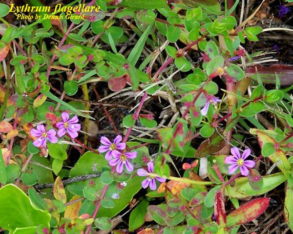 Florida Loosestrife 1g