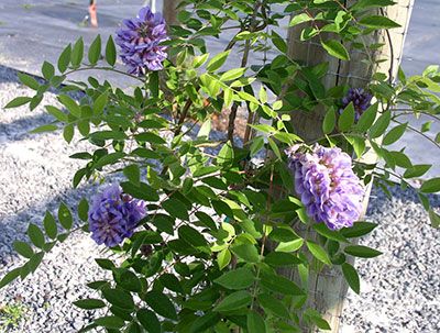 Amethyst Falls American Wisteria