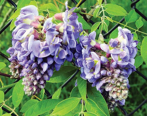 Amethyst Falls American Wisteria