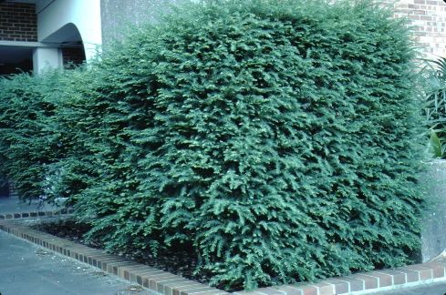 Florida Yew