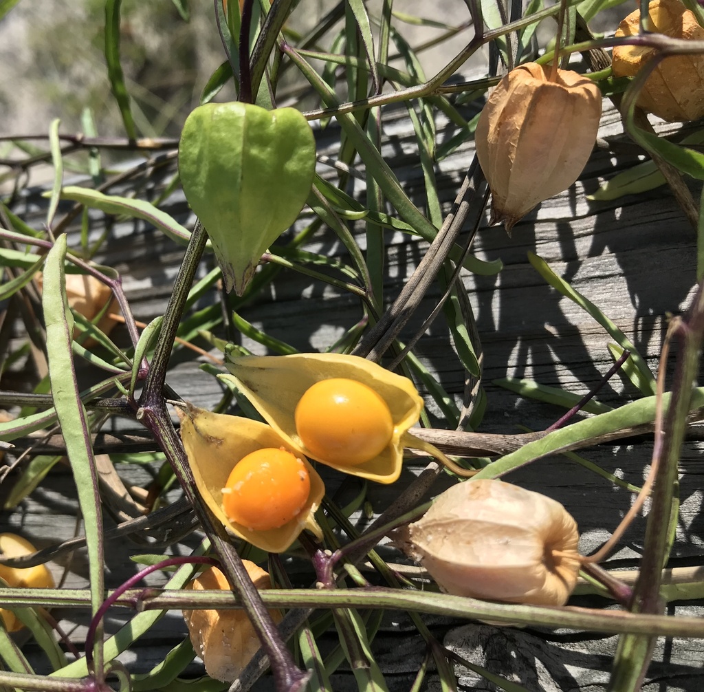 Coastal Groundcherry