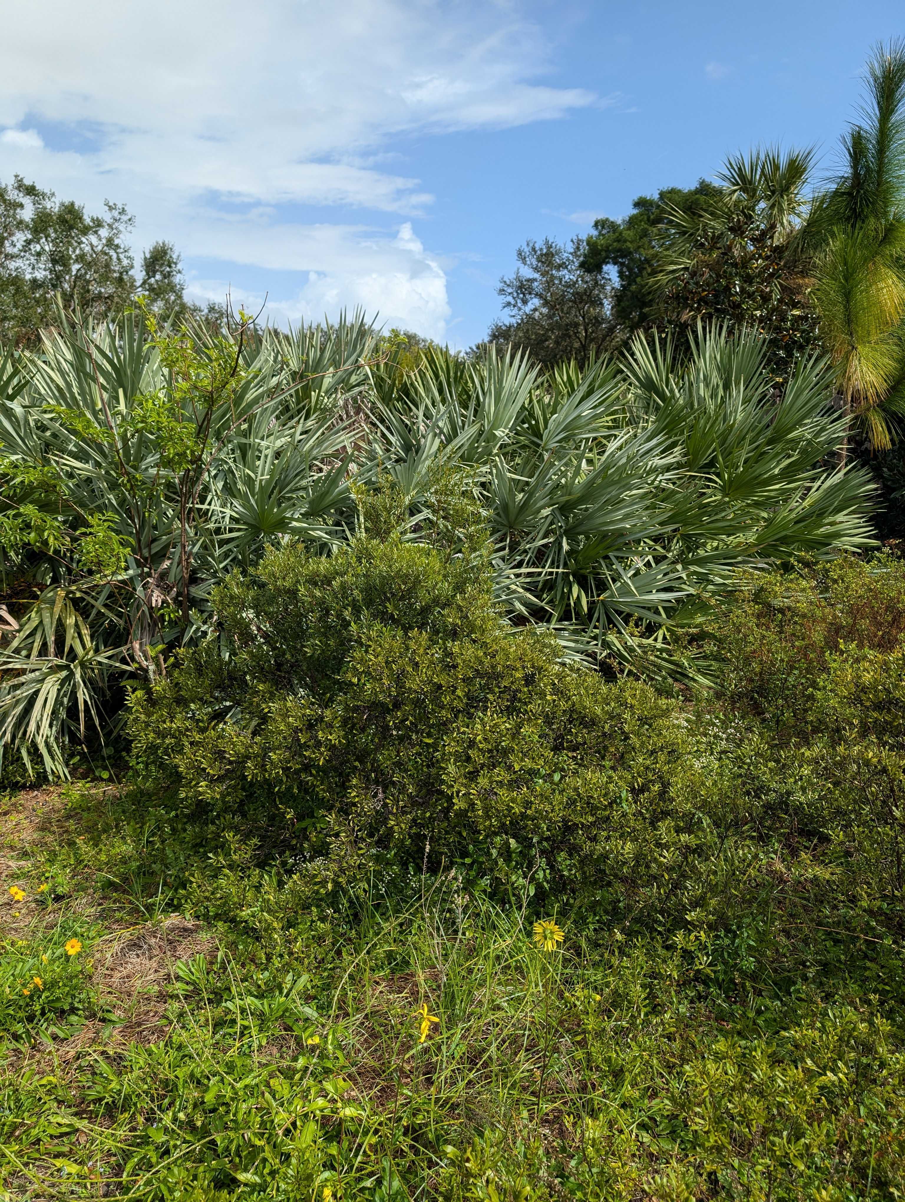 Dwarf Wax Myrtle