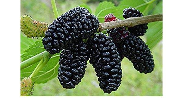 "Dwarf Everbearing" Black Mulberry