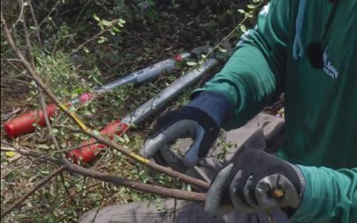 How to Prune Dead, Dying, Diseased, and Disorderly Branches in Your Florida Landscape