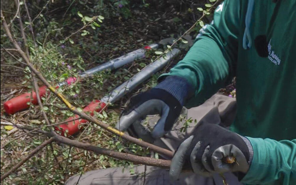 How to Prune Dead, Dying, Diseased, and Disorderly Branches in Your Florida Landscape