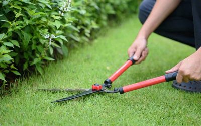 Is It Worth Hiring Someone to Maintain My Native Yard?