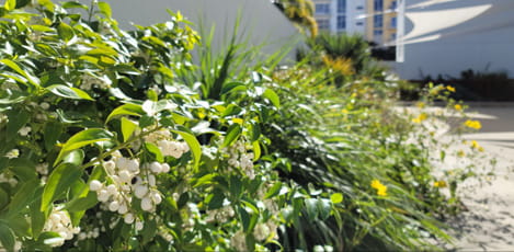 Landscape Design and Installation