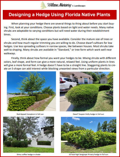 Designing a hedge Using Florida Native Plants