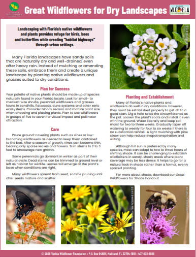 Wildflower for Dry Landscapes