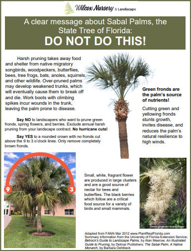 PROPER Sabal Palm Pruning