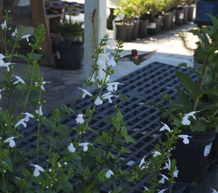 Garden maintenance tips