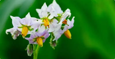 Why Weeds Keep Coming Back