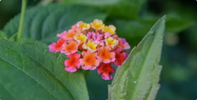 Common Irrigation Mistakes in Florida Landscapes