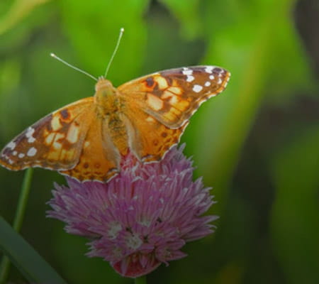 Pollinators