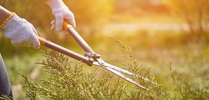 Landscape Maintenance